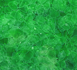 Glaskeramik BOTTLE GREEN